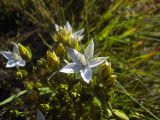 Lomatogonium carinthiacum. Цветки и плоды. Кабардино-Балкария, урочище Джилы-Су, 2400 м н.у.м. 24.07.2012.