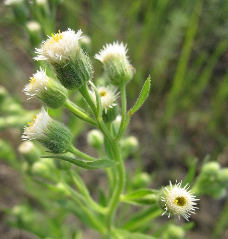 Image of Erigeron acris specimen.