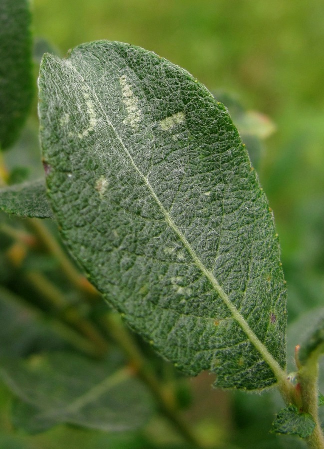 Изображение особи Salix bebbiana.