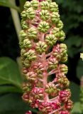 Phytolacca acinosa