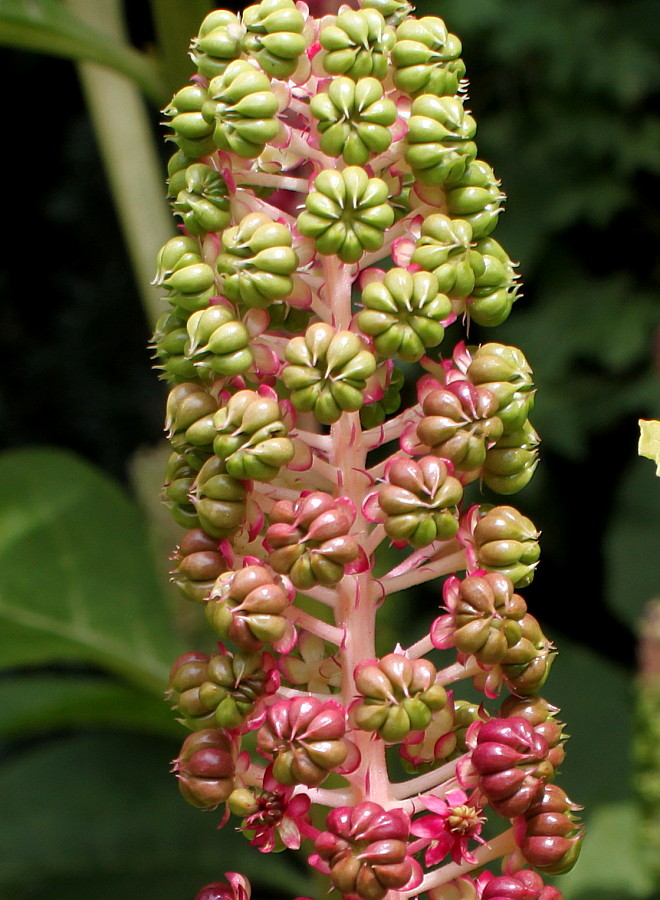 Image of Phytolacca acinosa specimen.