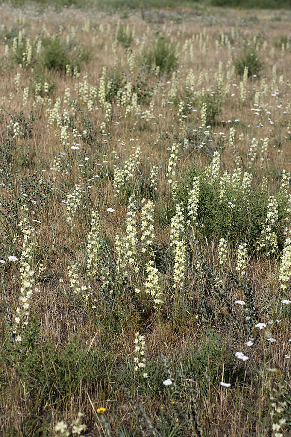 Image of Delphinium semibarbatum specimen.