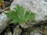 Ranunculus propinquus. Прикорневой лист. Полярный Урал, верховья р. Большой Ханмей. 11.08.2012.