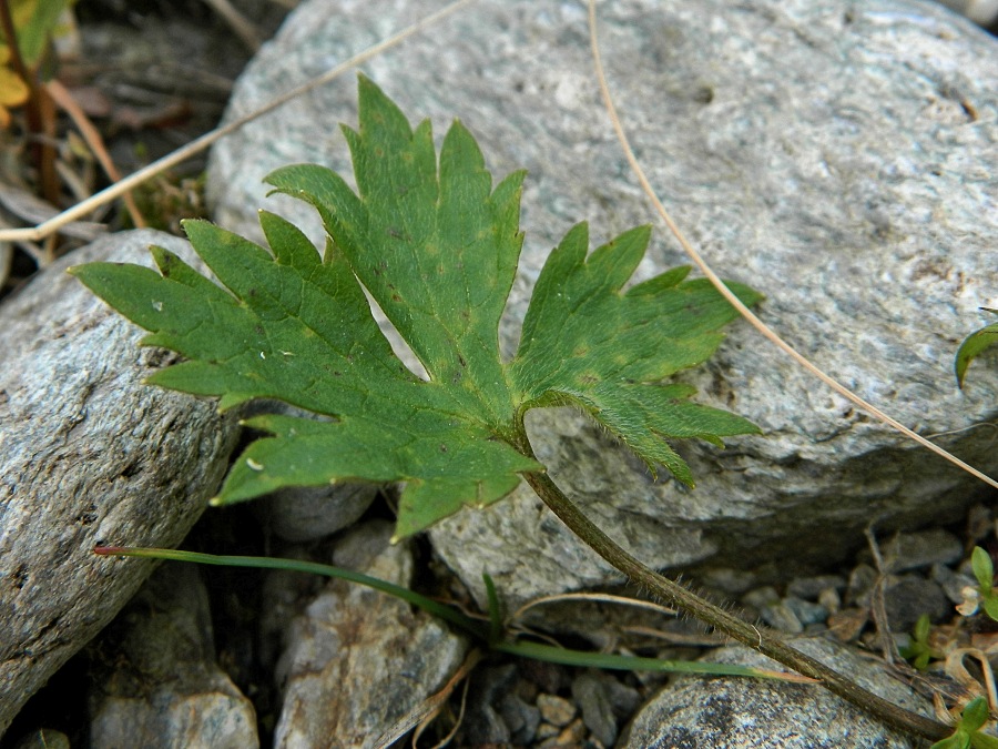 Изображение особи Ranunculus propinquus.