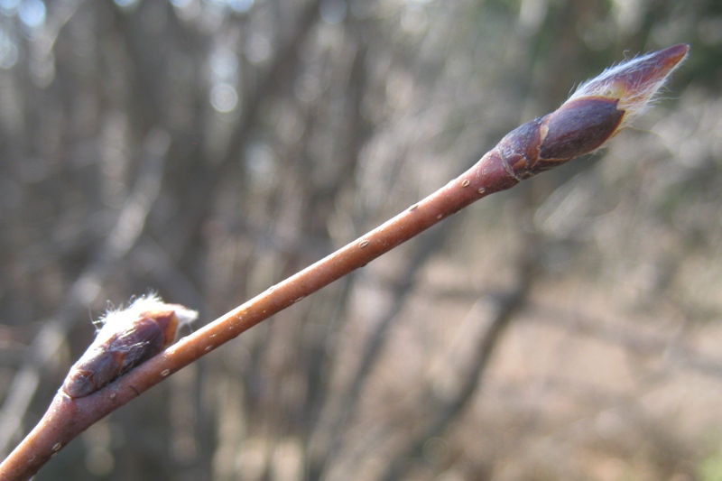 Изображение особи Amelanchier spicata.