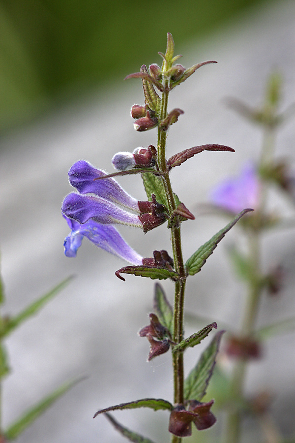 Image of Scutellaria galericulata specimen.