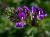 Medicago sativa