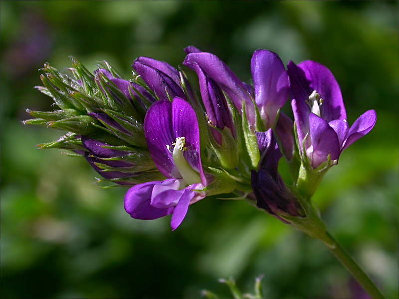 Изображение особи Medicago sativa.