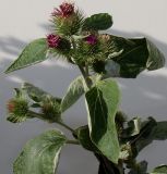 Arctium minus. Верхняя часть растения с соцветиями. Германия, г. Кемпен, у дороги. 07.09.2012.