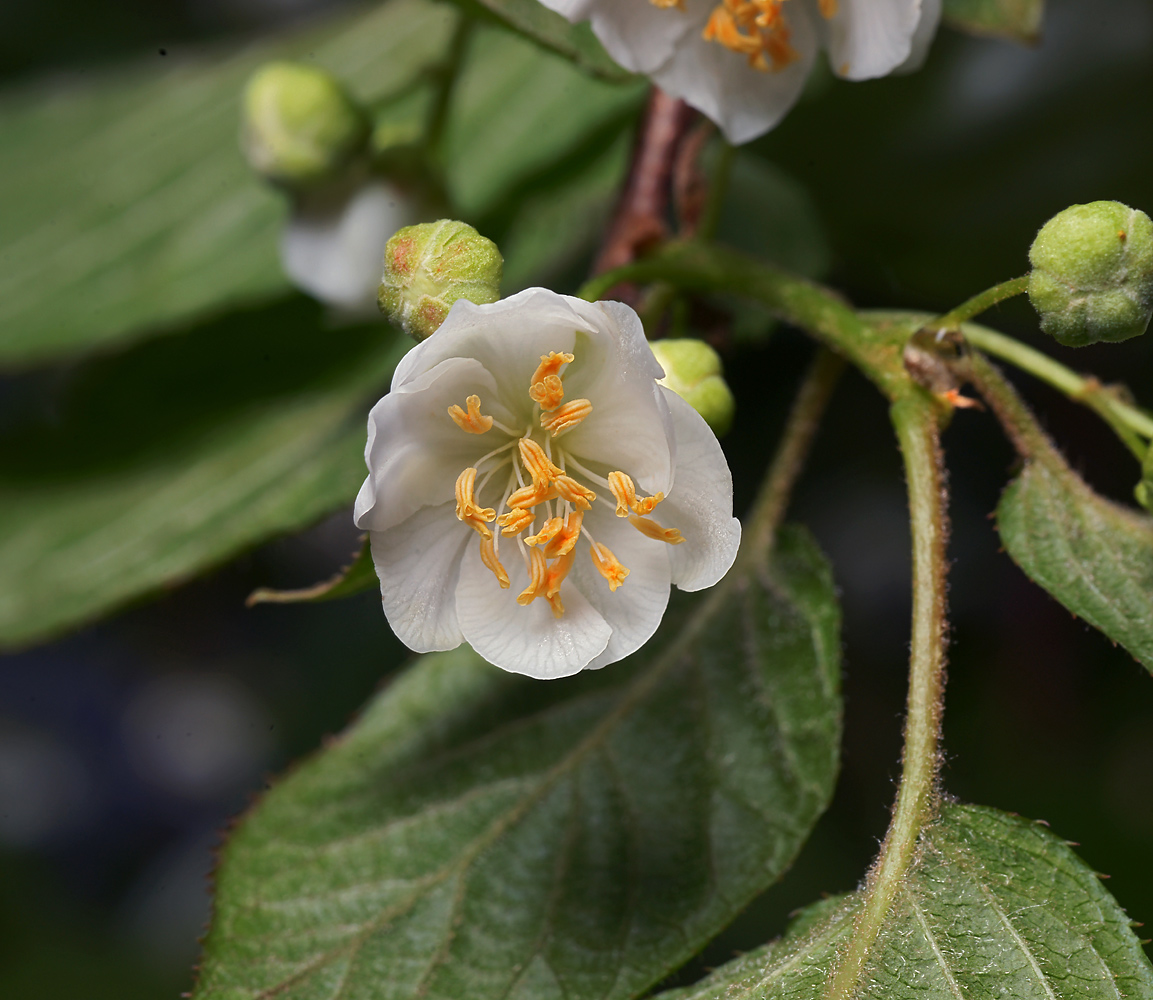 Изображение особи Actinidia kolomikta.