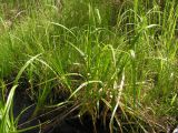 род Carex. Цветущее растение. Хабаровский край, Ванинский р-н, окр. пос. Высокогорный. 12.06.2012.