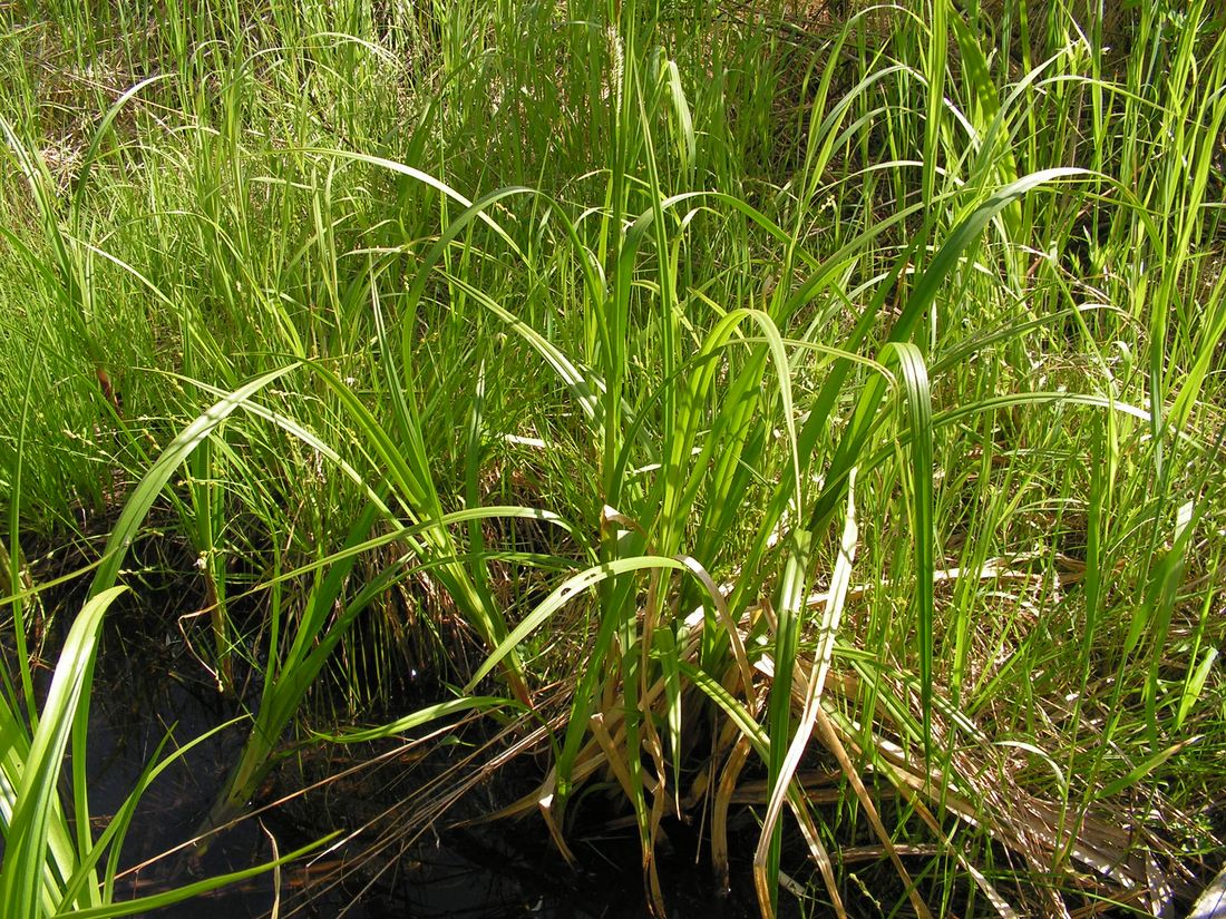 Image of genus Carex specimen.
