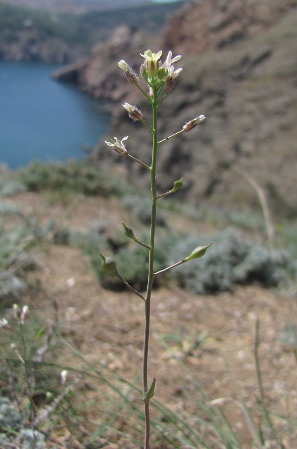 Изображение особи Camelina rumelica.