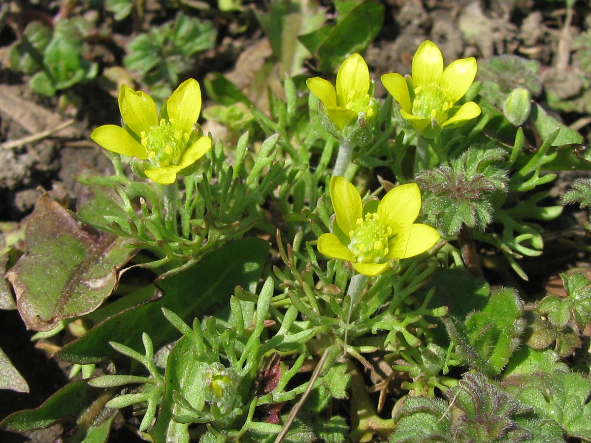 Image of Ceratocephala orthoceras specimen.