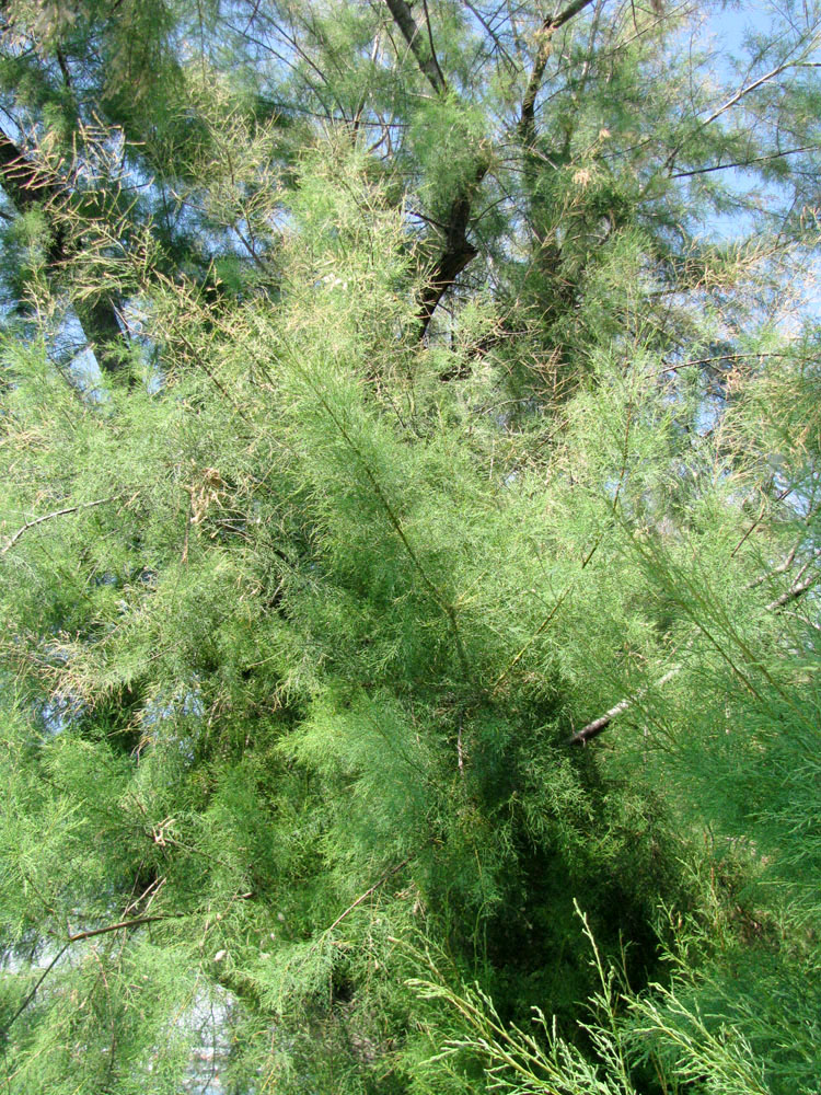Image of genus Tamarix specimen.