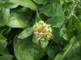 Calendula officinalis. Незрелое соплодие. Узбекистан, г. Ташкент, пос. Улугбек, в культуре. 08.07.2012.