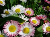 Bellis perennis