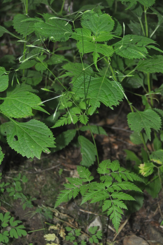 Image of Osmorhiza aristata specimen.