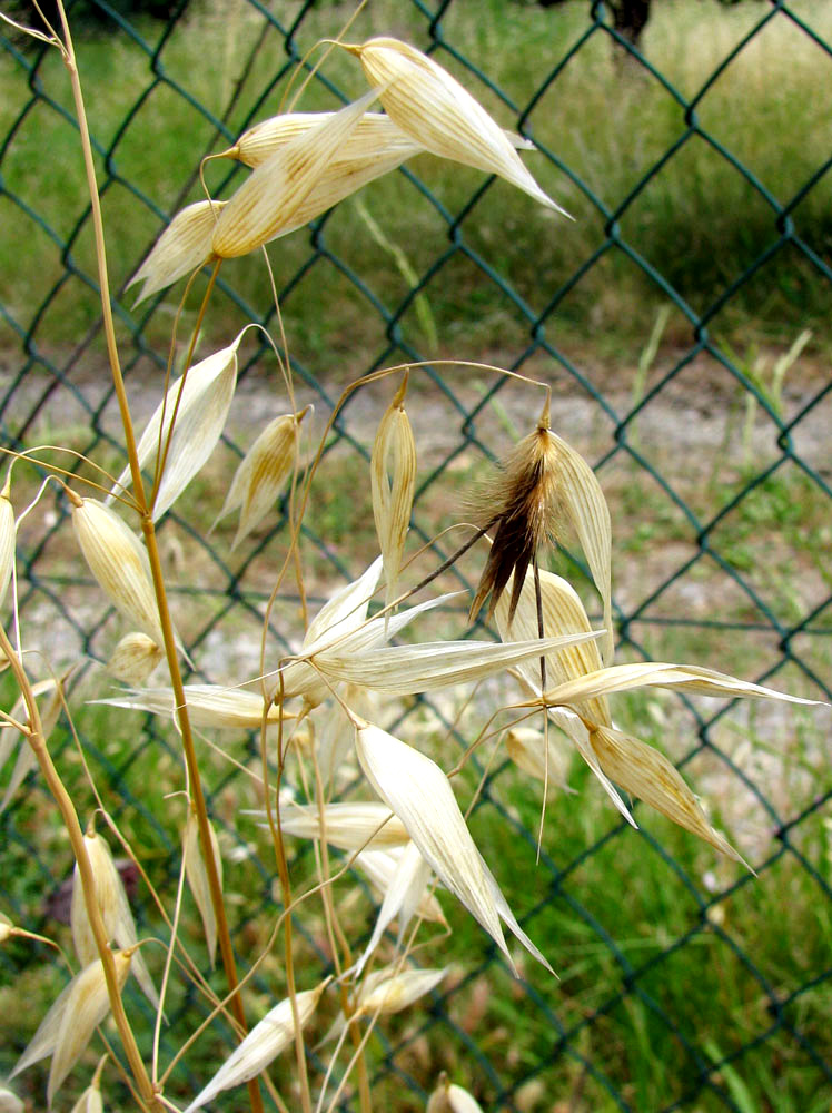 Image of Avena persica specimen.