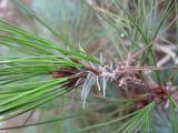 Pinus canariensis