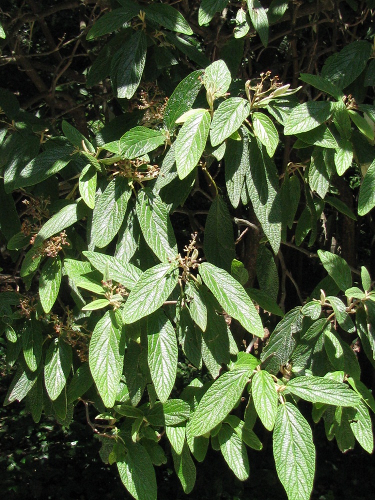 Изображение особи Viburnum rhytidophyllum.