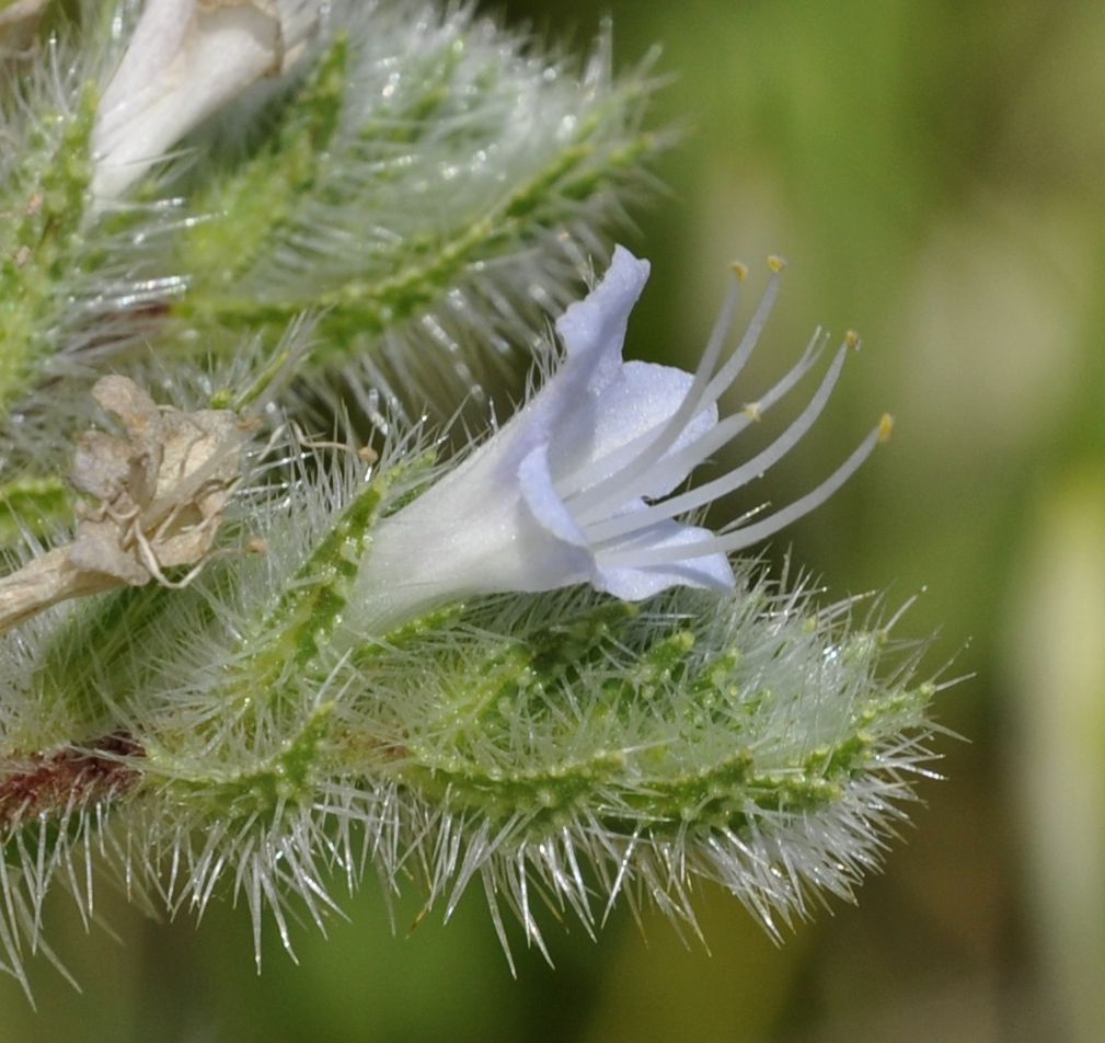 Изображение особи Echium biebersteinii.