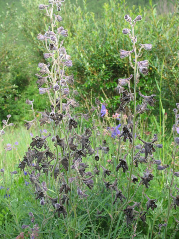 Image of Delphinium triste specimen.
