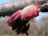 Cercidiphyllum japonicum. Тычиночное соцветие. Москва, ботанический сад МГУ. 29.04.2009.