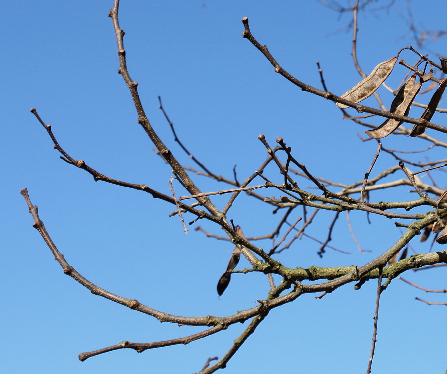 Image of Robinia pseudoacacia specimen.