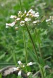 Microthlaspi perfoliatum. Соцветие с цветками и завязавшимся плодом. Крым, Карадагский заповедник, биостанция. 3 апреля 2013 г.
