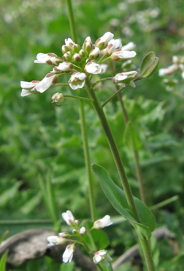 Изображение особи Microthlaspi perfoliatum.