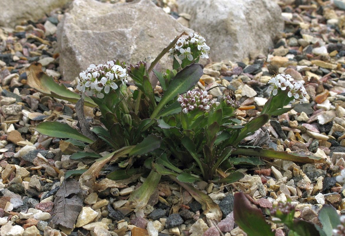 Image of Noccaea caerulescens specimen.