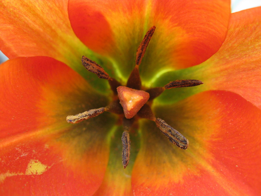 Изображение особи Tulipa hageri.