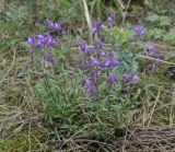 Polygala