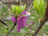 Rhododendron sichotense. Верхушка ветви с цветком. Владивосток, Ботанический сад-институт ДВО РАН. 13 мая 2013 г.