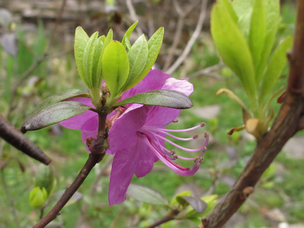 Image of Rhododendron sichotense specimen.
