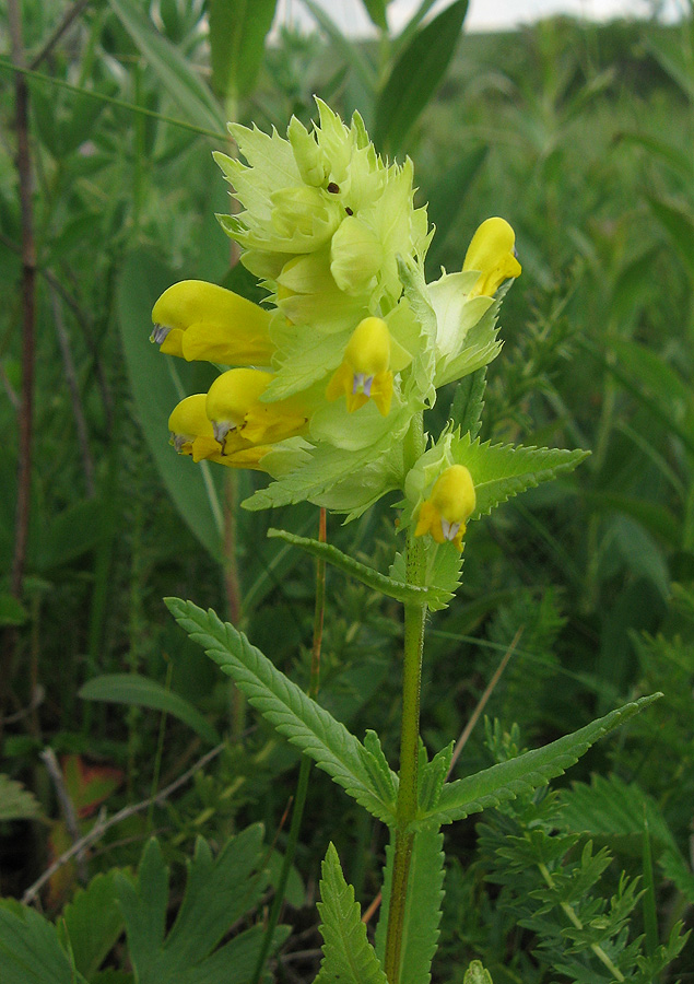 Изображение особи Rhinanthus vernalis.