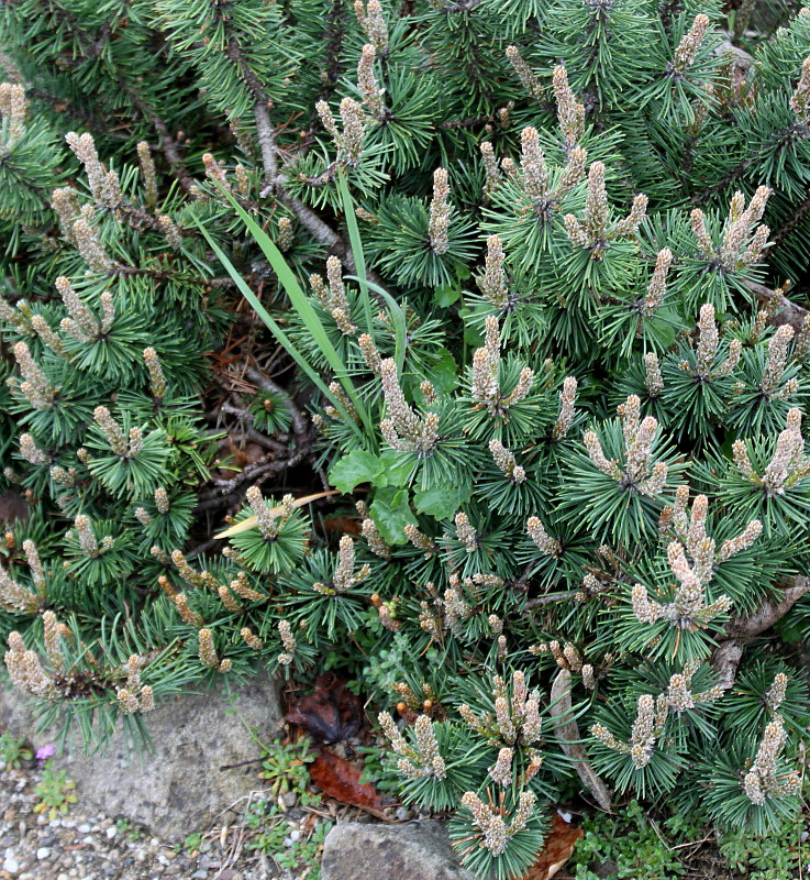 Image of Pinus mugo specimen.