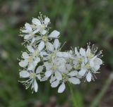 Filipendula vulgaris