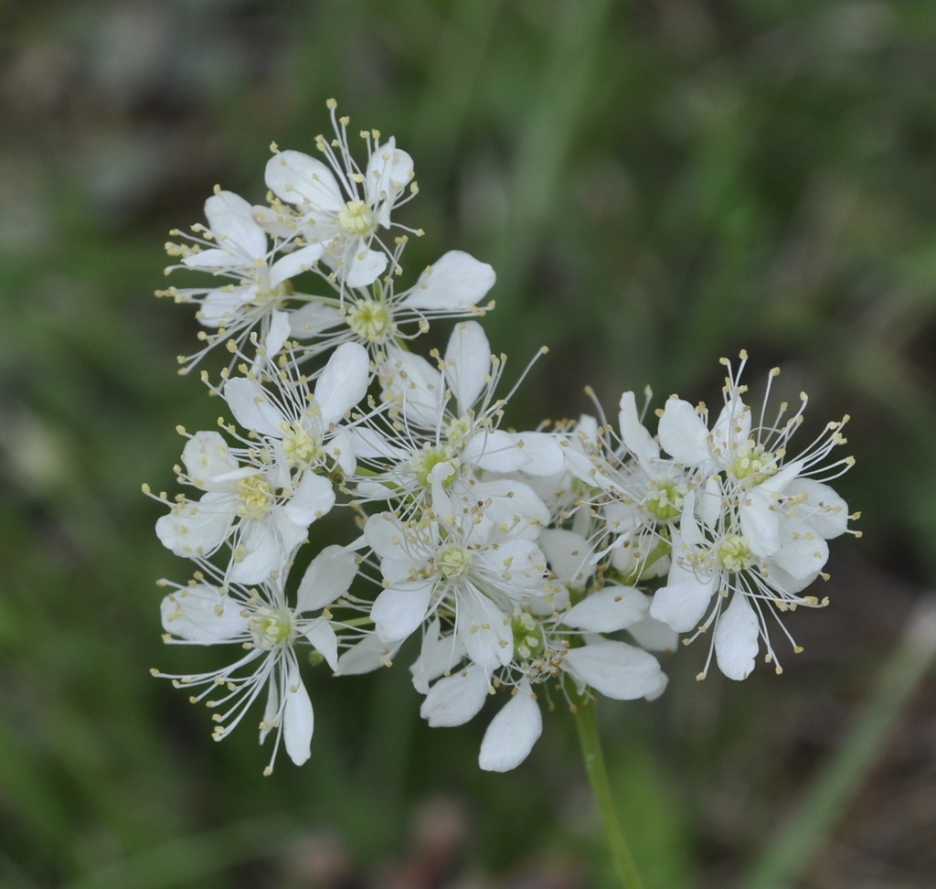 Image of Filipendula vulgaris specimen.