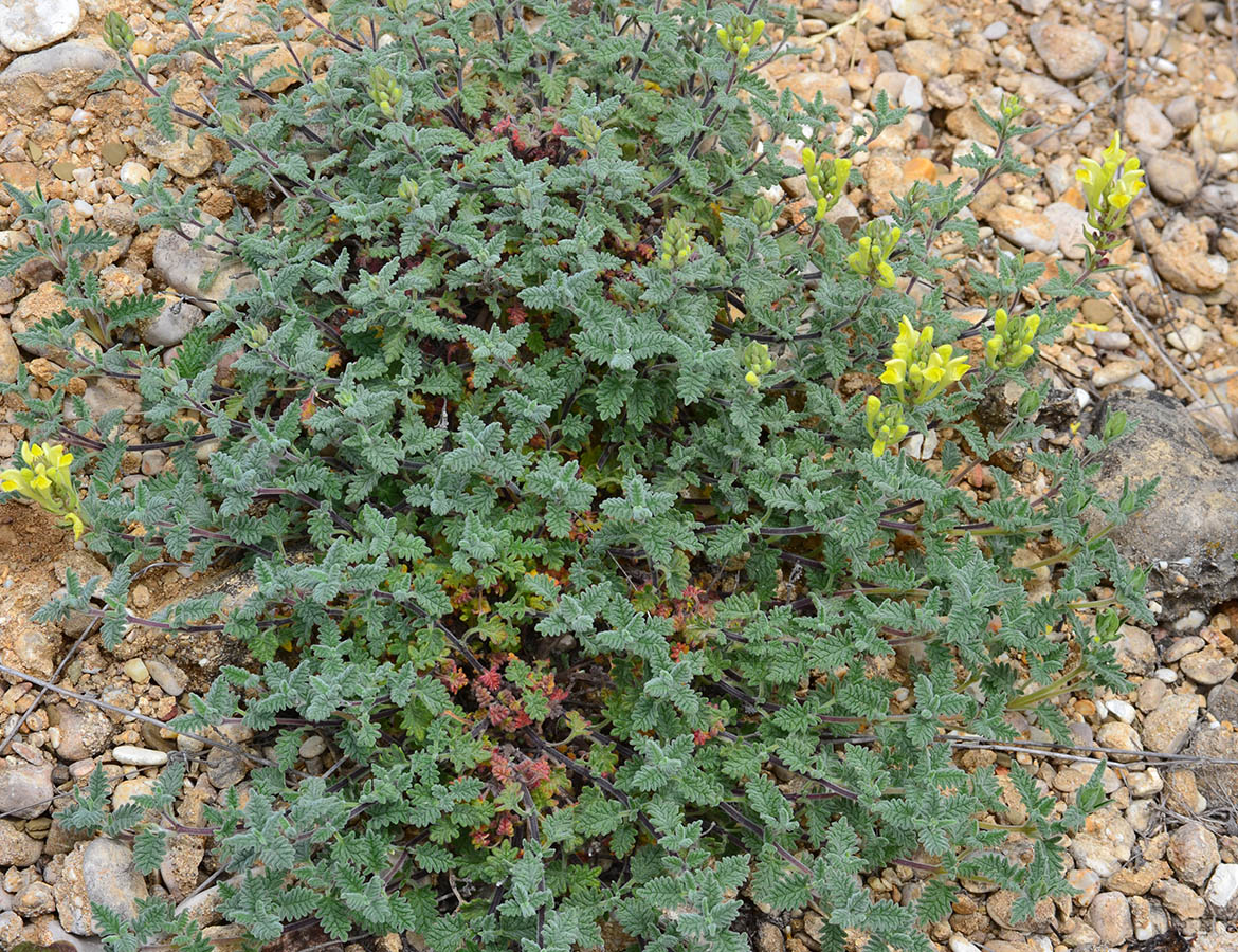 Image of Scutellaria orientalis specimen.