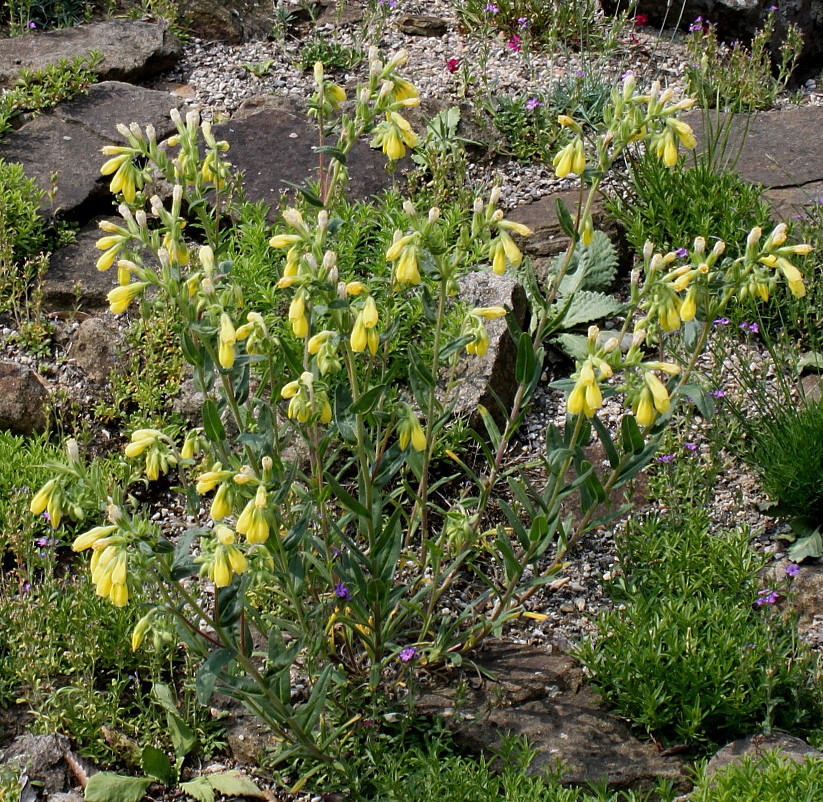 Изображение особи Onosma stellulata.