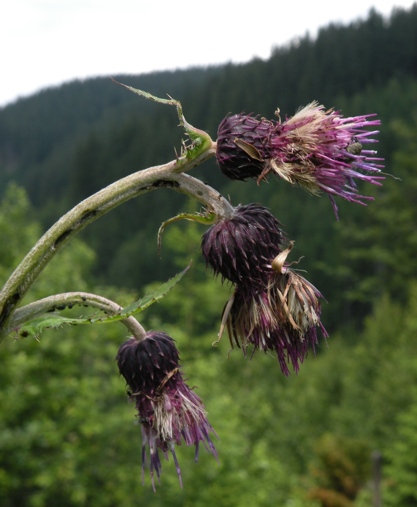 Image of Cirsium waldsteinii specimen.