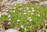 Silene acaulis