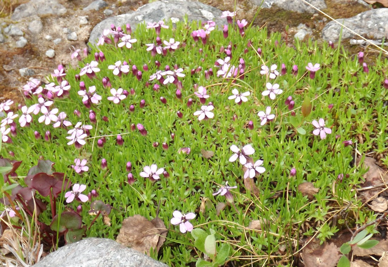 Изображение особи Silene acaulis.