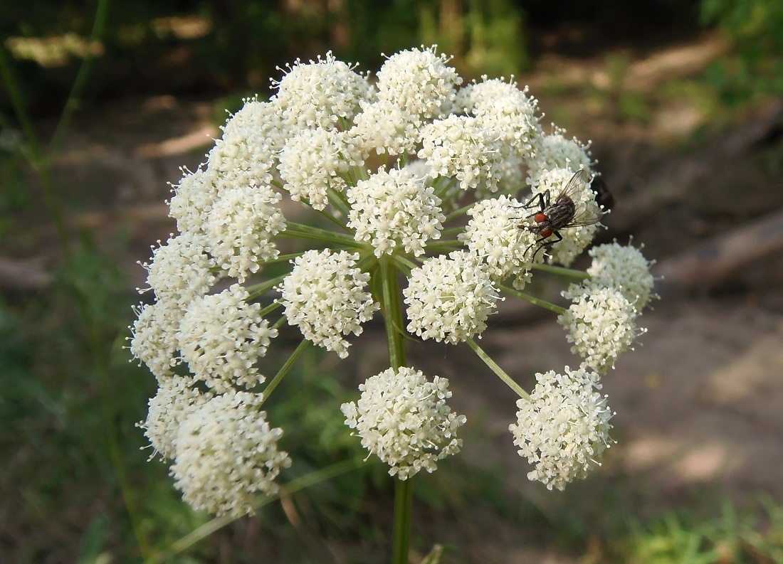 Image of Seseli libanotis specimen.