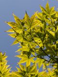 Acer palmatum