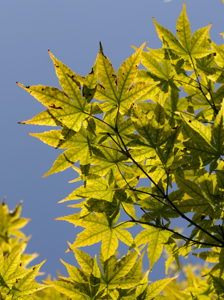 Image of Acer palmatum specimen.