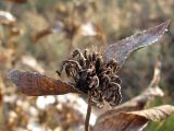 Phlomis taurica