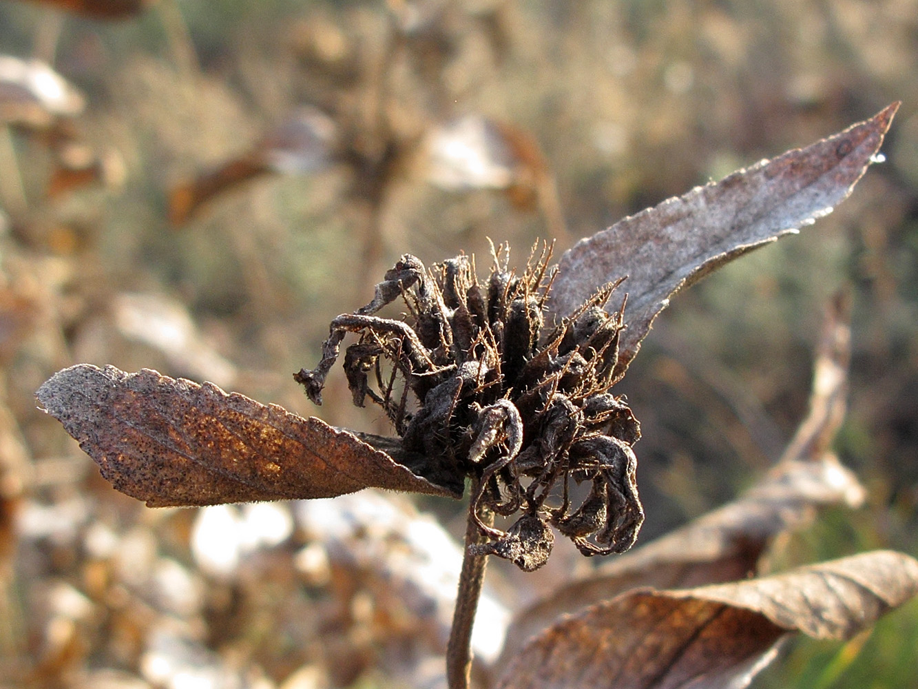 Image of Phlomis taurica specimen.